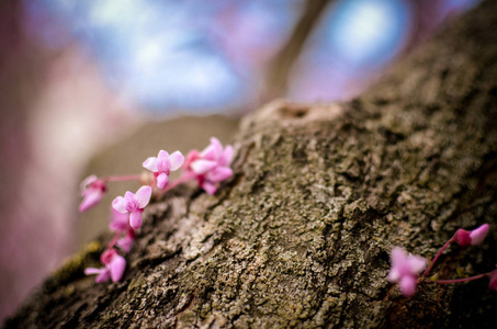 紫春花。加拿大 cercis 或东方红芽