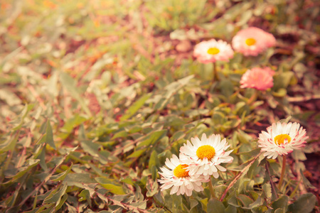 野生洋甘菊花