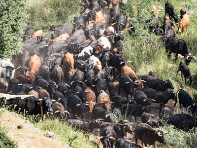 一群牛在西班牙的传统牧场搬家