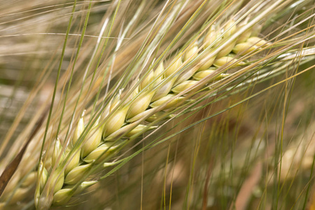 大麦幼穗的细节图片