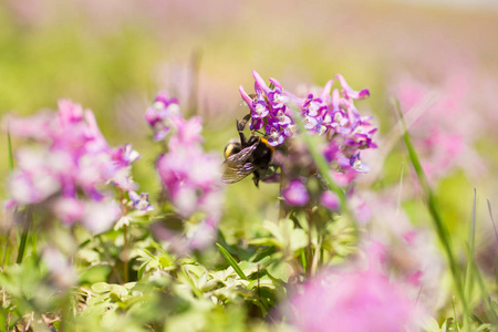 大黄蜂上淡紫色的野花