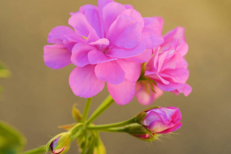 美丽明亮的粉红色花朵在夏季花园
