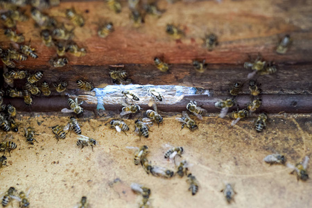 蜂巢从里面看到的风景。 蜜蜂小屋。 蜜蜂。 蜂巢的入口。 家中的蜜蜂。 蜜蜂的技术育种。