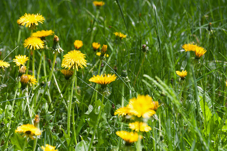 黄色的蒲公英，在一个春日的绿色草地上