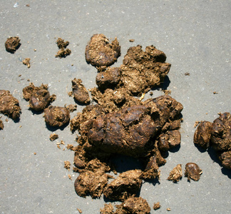 灰色沥青上的马粪照片