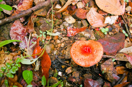 苔藓上的小蘑菇, 选择性聚焦