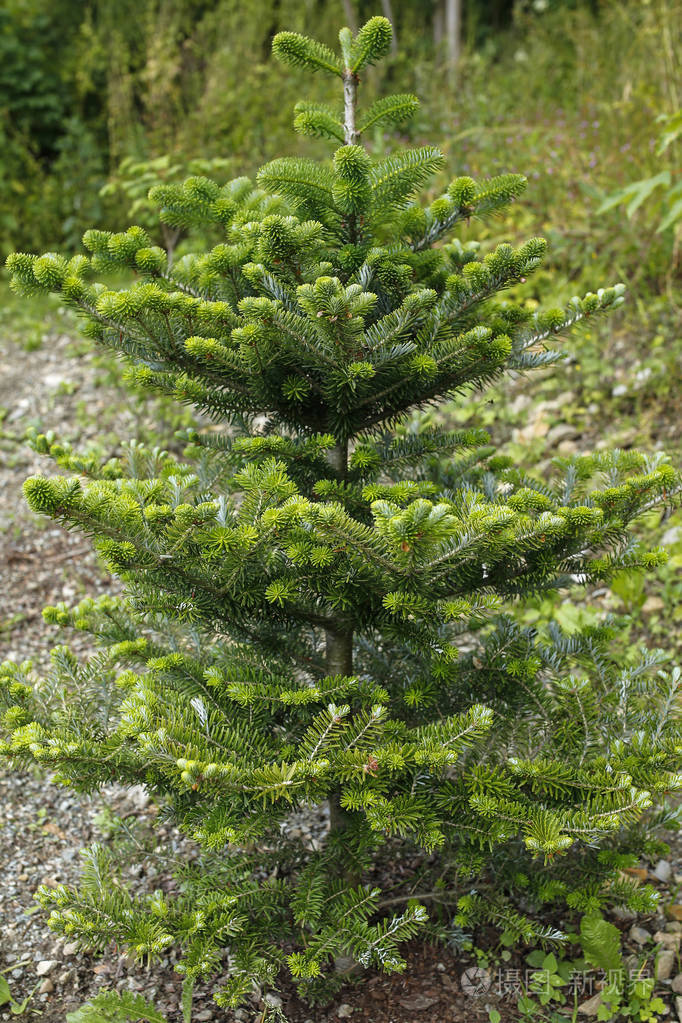 针叶树特写镜头