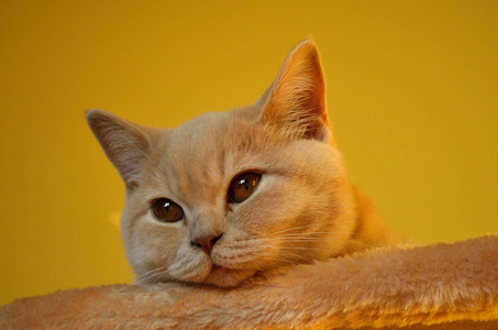 静物与一个年轻的橙色英国猫的细节与大铜眼睛和短发