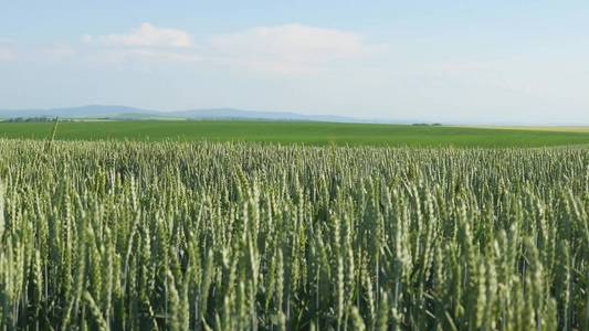 小麦波场感动夏天的风泛自然背景