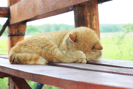 姜猫睡在木长凳上