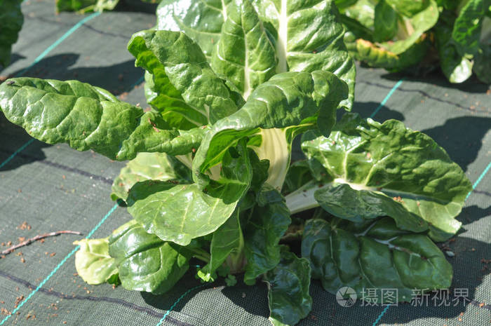 银贝又名菜菜素食素食