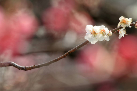 梅花在县恩，美图，日本