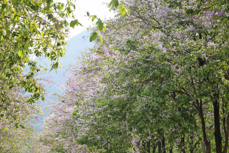 落叶松花盛开或塔巴克花在花园里