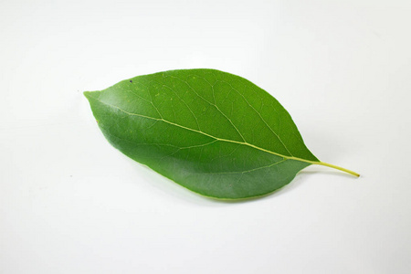 樟香樟树的叶子公园里的樟树樟树(刺冠)樟树樟树路樟树桂枝.