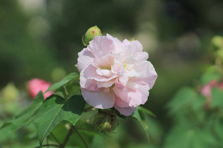 秋天的花园里的美丽紫芙蓉