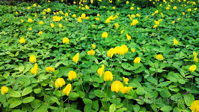 平托花生厂