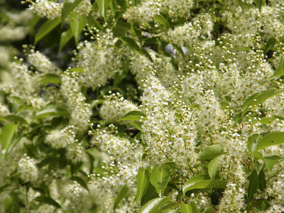 月桂树上的花照片 正版商用图片0yrcf4 摄图新视界