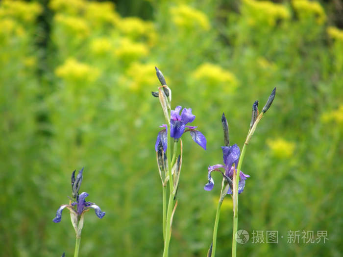 狂野的虹膜。春天的花