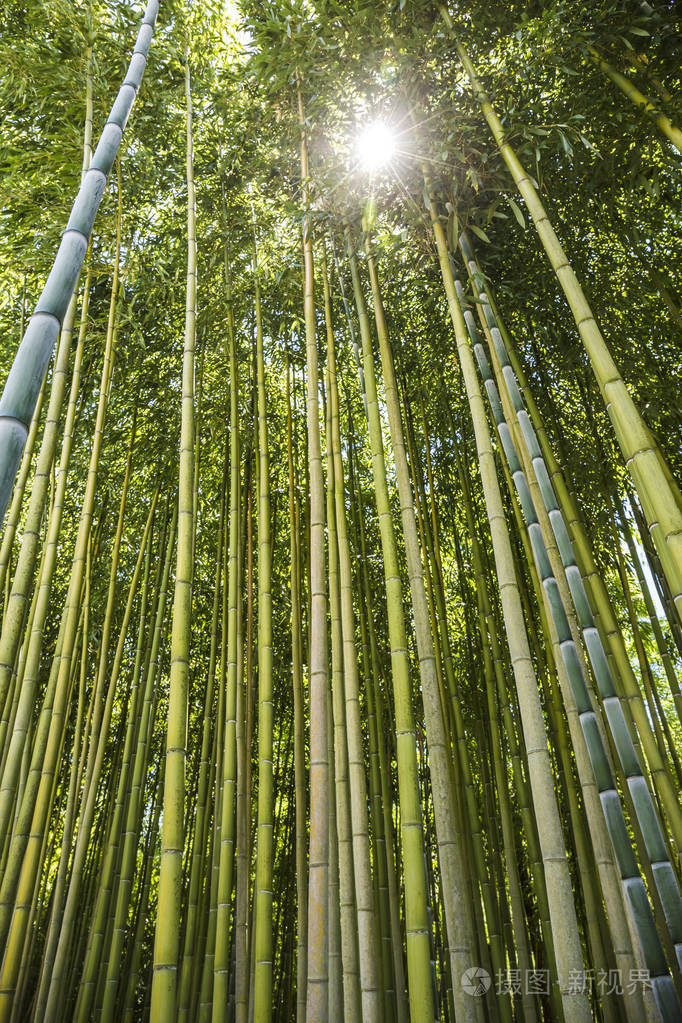 意大利竹林