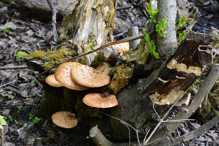木材上的褐蘑菇有自然的背景