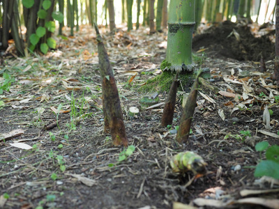 竹芽的细节Bambuseae从地面发芽