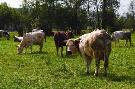 Bovinae亚科驯养的牛又称奶牛哺乳动物