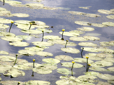 湖面上的水立方叶子图片