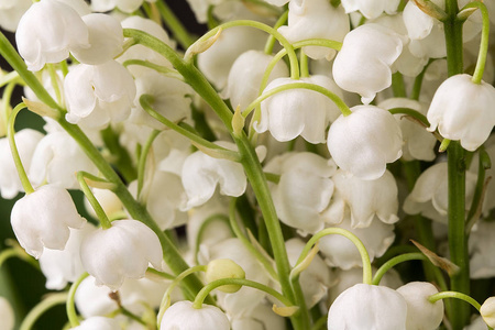 植物铃兰花图片