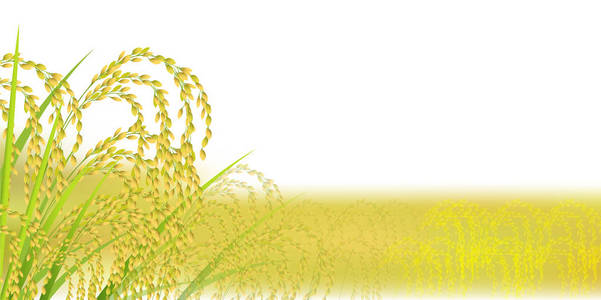 秋天水稻水稻秋天风景背景照片