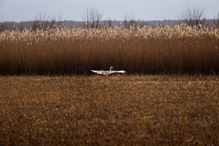 一只美丽的白色苍鹭带着芦苇在湖岸附近飞翔