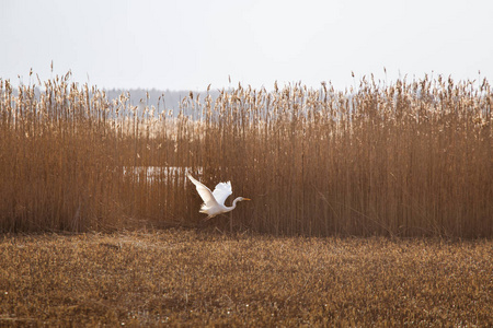 一只美丽的白色苍鹭带着芦苇在湖岸附近飞翔