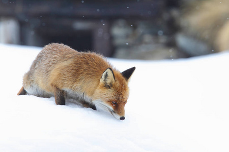 红狐狸落入雪