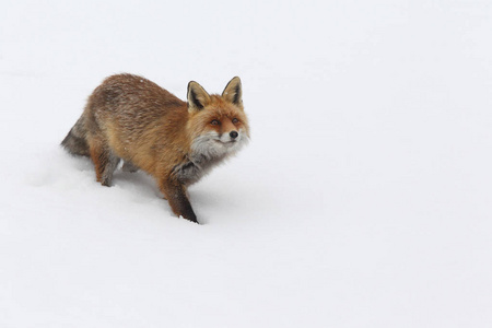 红狐狸落入雪