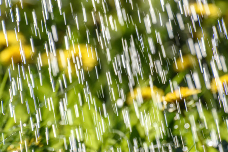 雨蒲公英滴背景草甸