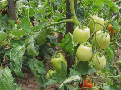 红番茄植物自制的菜园里