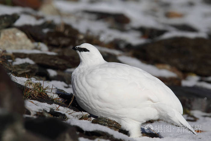 在阿尔卑斯山的岩雷鸟