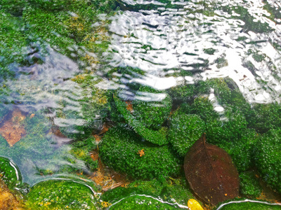 清澈的水下美丽的苔藓和树叶