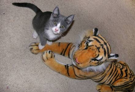 一只老虎和一只小猫老虎和猫美洲狮山狮美洲狮是世界上第四大猫,比