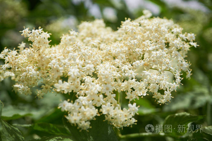 老或接骨木开花树