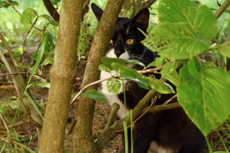 公园里绿色灌木丛中的黑猫