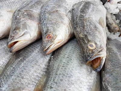 在渔夫的线上尖吻鲈跳向空中,在渔夫的线上尖吻鲈鱼尖吻鲈跳向空中