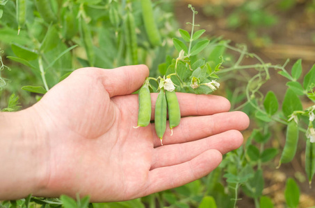 在花园里手里的小豌豆豆荚