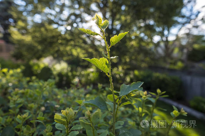 绣线菊布什蚜虫