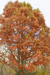 秋天颜色的落叶松树图片