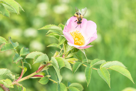 在一个花园，有一只蜜蜂在花上的玫瑰花朵的特写