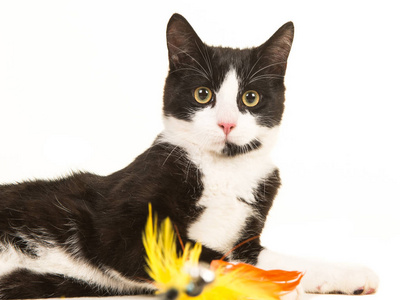 漂亮的黑和白嬉戏的猫躺著一个羽毛的玩具在他面前面对镜头的白色背景上