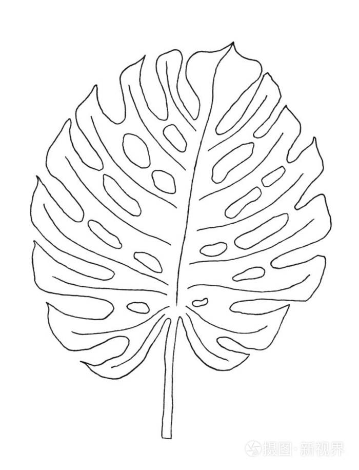 棕榈叶在黑色和白色轮廓