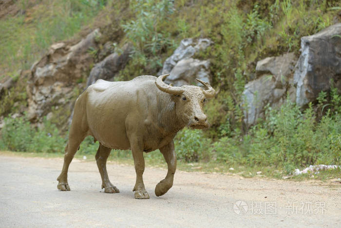 走在路上的水牛