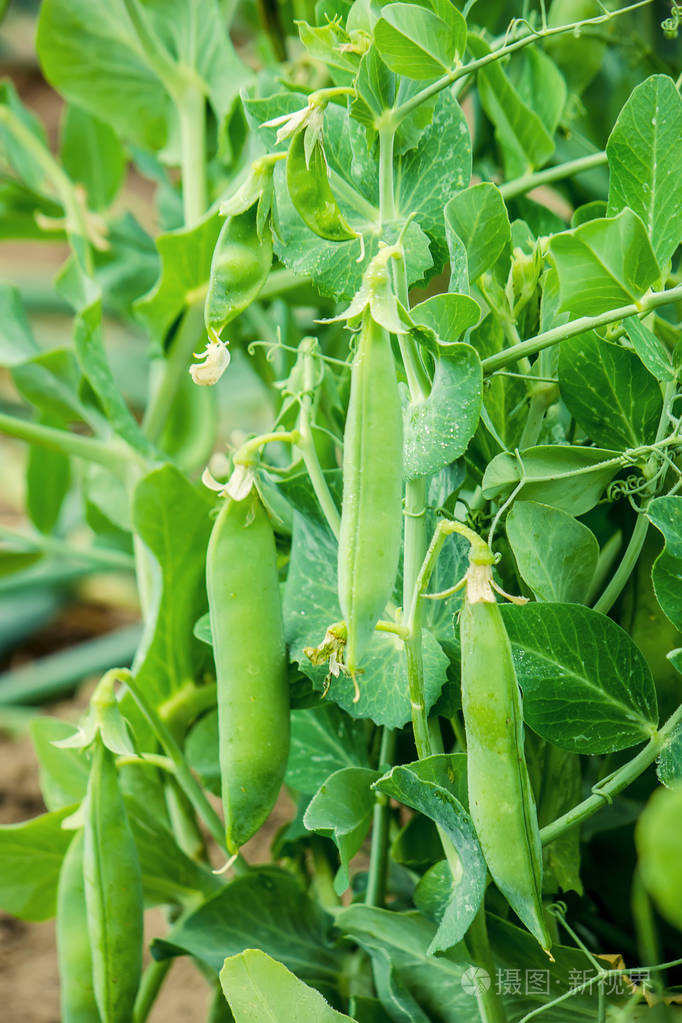 豌豆生长选择性的焦点