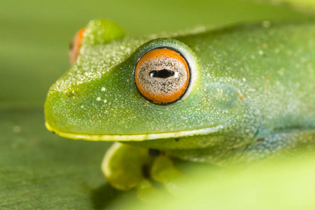 凸出的眼睛的青蛙图片